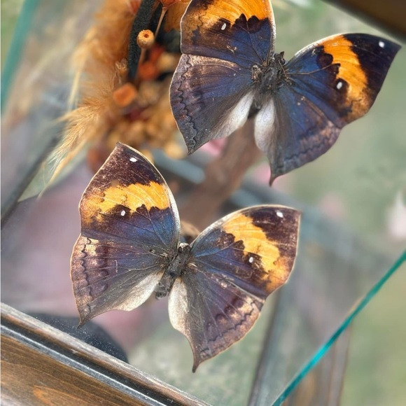Other - Stunning Orange and Purple Butterfly display with accents inside glass